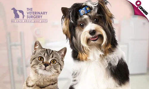 Grooming Services for Dogs & Cats!